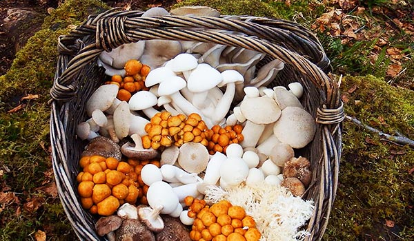 Ballyhoura Mountain Mushrooms